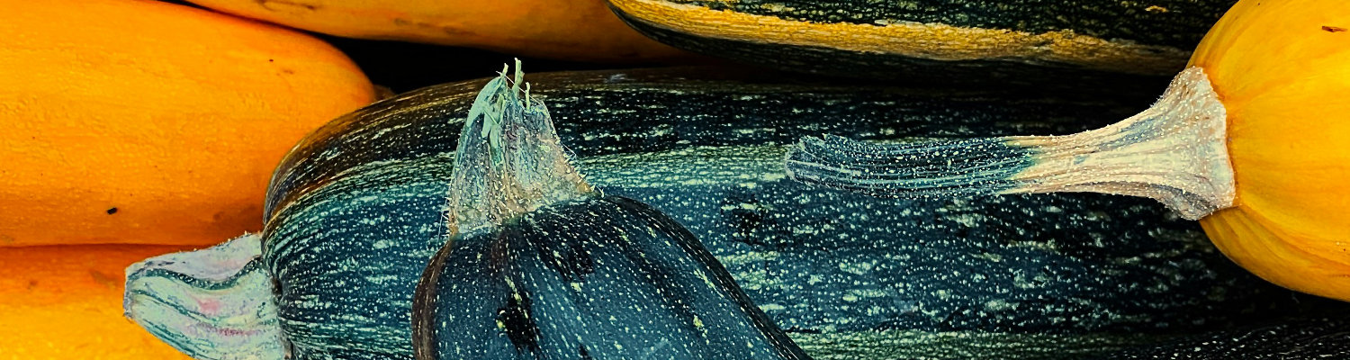 Zucchini Bio Saatgut