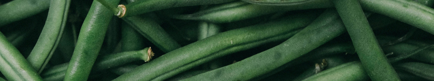 Bohnen Bio Saatgut online kaufen