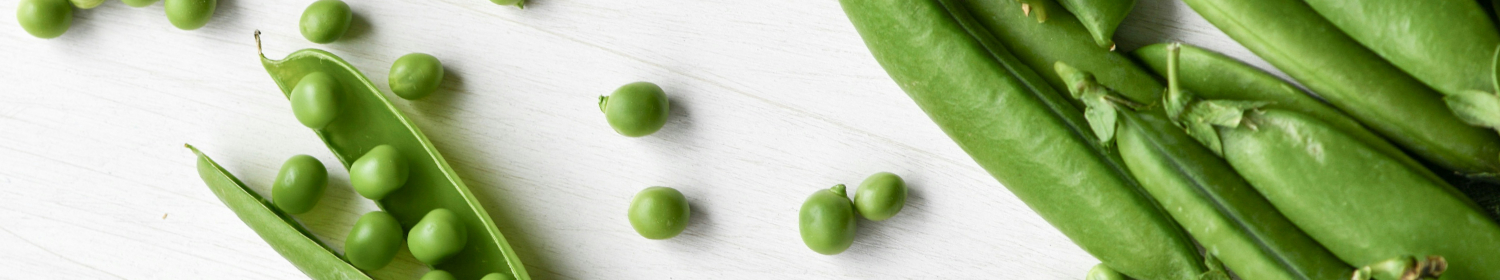Erbsen Bio Saatgut