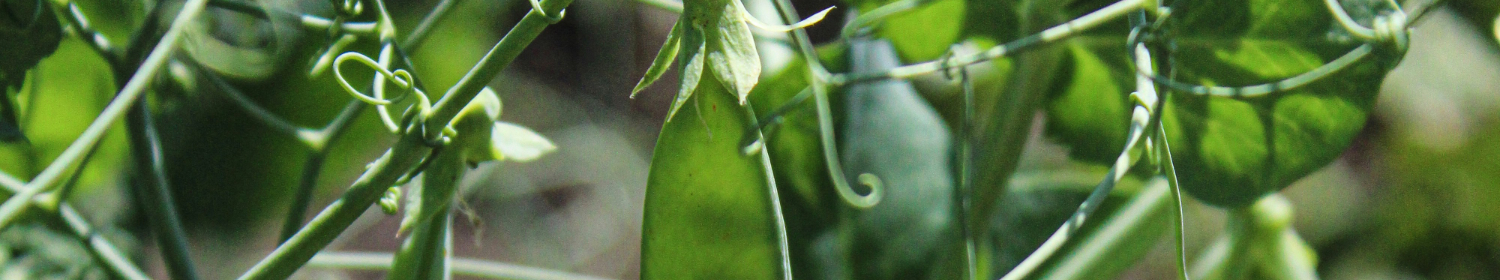 Konventionelles ungebeiztes Erbsen Saatgut kaufen