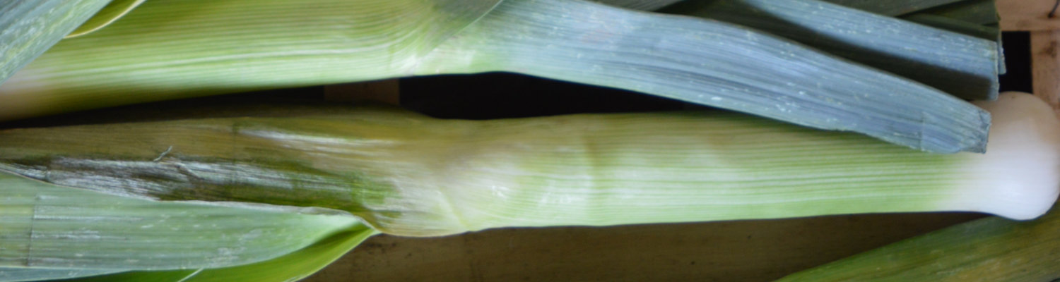 Porree Bio Saatgut