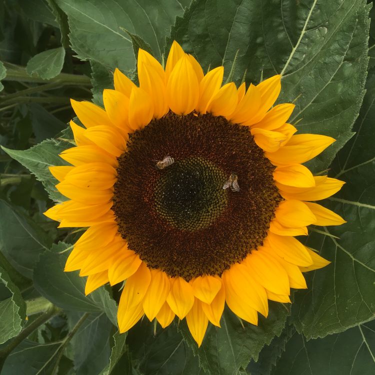 Sonnenblumen Schnittgold(Cutting Gold)