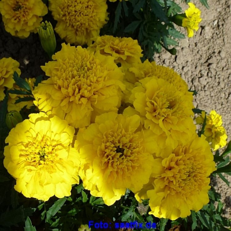 Tagetes patula Super Hero Deep Yellow