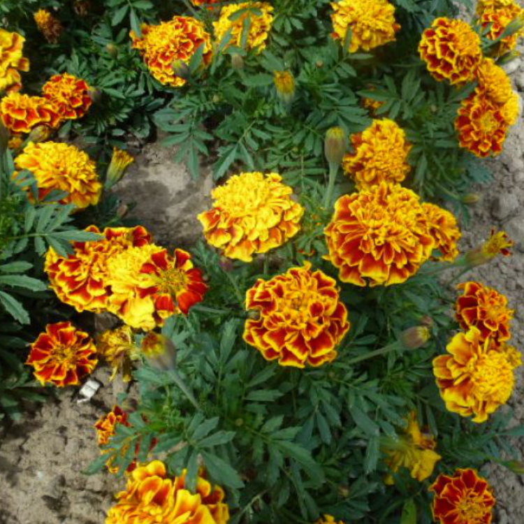 Tagetes patula Super Hero Yellow Bee