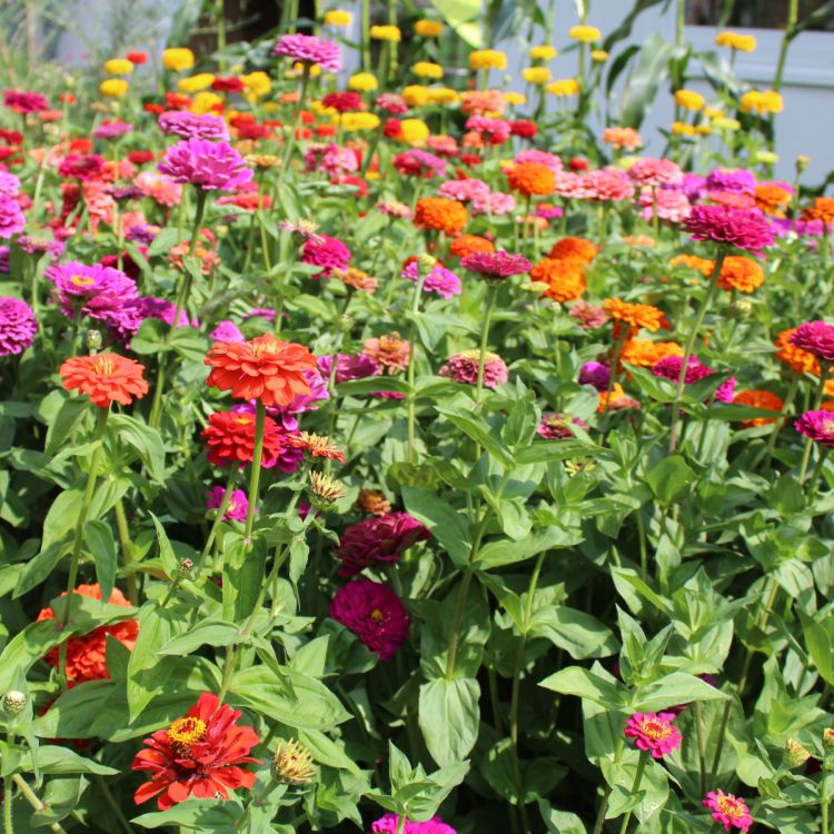 Zinnia elegans Benarys Riesen Mischung