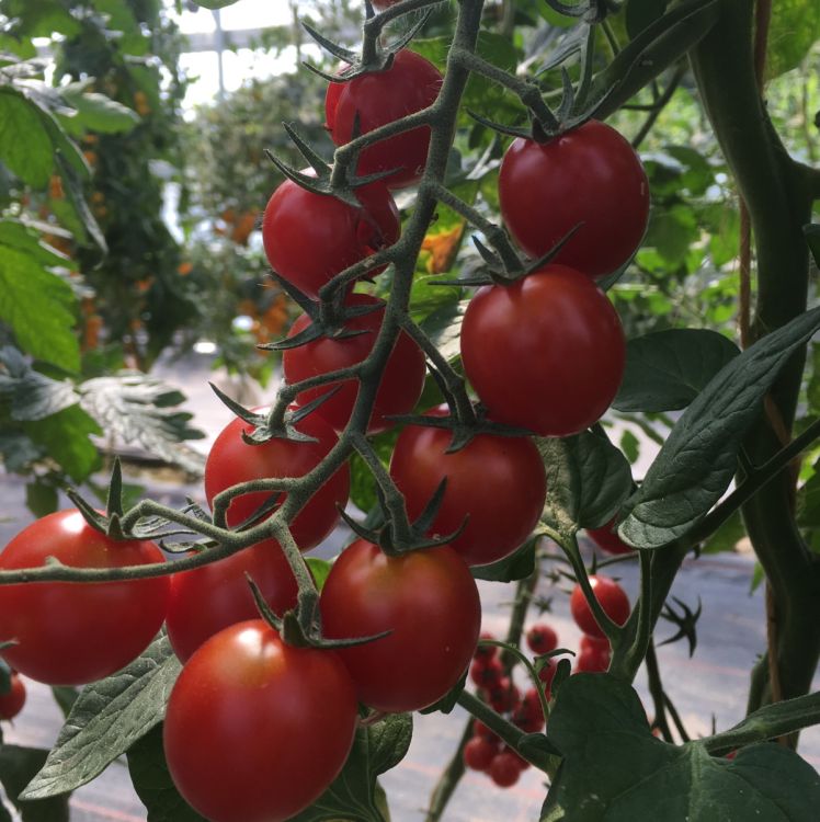 Cherrytomate Bartelly F1 - Bio
