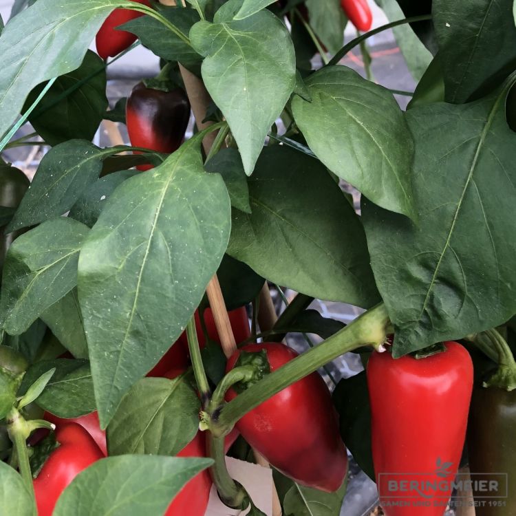 Paprika Arwen F1 - Bio