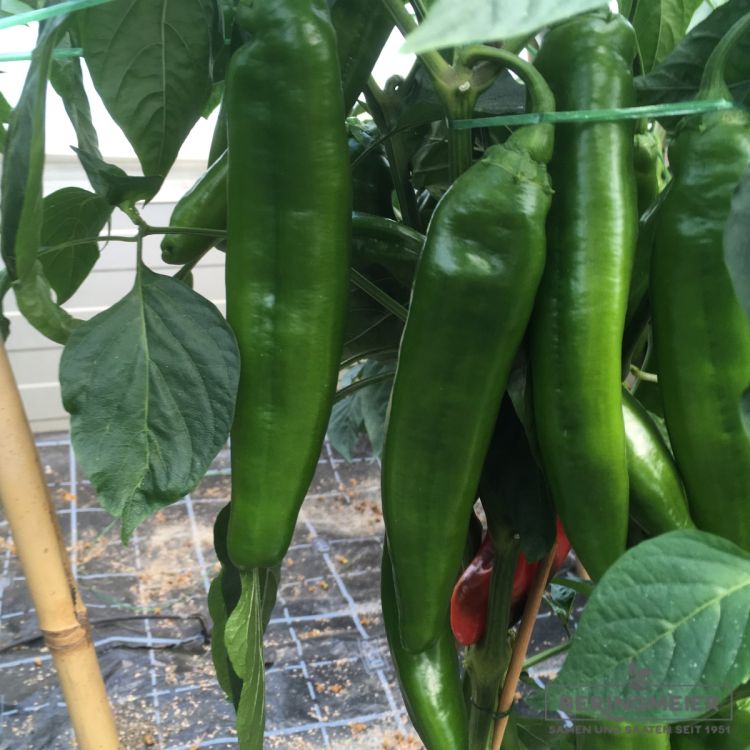 Spitzpaprika Xaro F1 - Bio