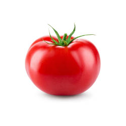 Öko Tomaten Saatgut