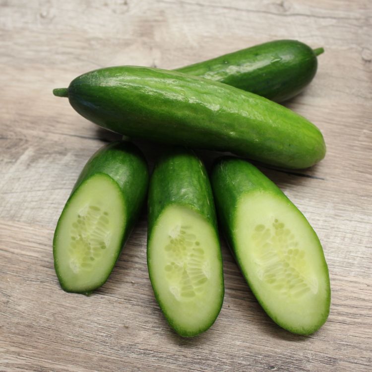 Treibgurken Khassib F1