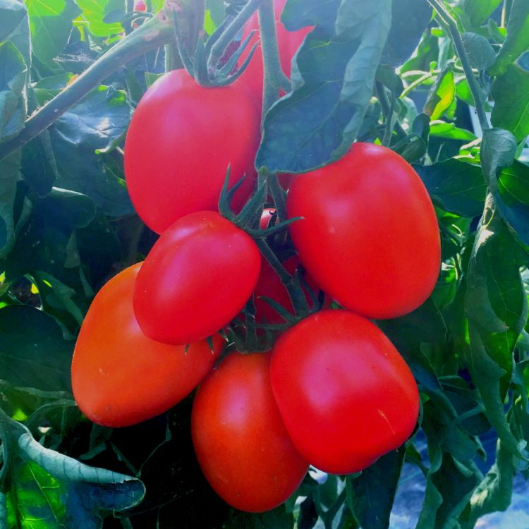 Roma-Tomate Bolstar Sensatica F1 - Bio