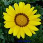 Preview: Gazania rigens Talent Mix - ungebeizt