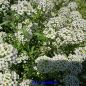 Preview: Lobularia maritima Easter Bonnet White - ungebeizt