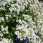 Preview: Lobularia maritima Easter Bonnet White - ungebeizt