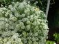 Preview: Lobularia maritima Easter Bonnet White - ungebeizt
