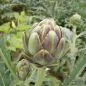 Preview: Artischocke Imperial Star