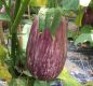 Preview: Aubergine Angela F1