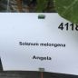 Preview: Aubergine Angela