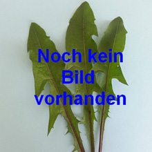 Preview: Eichblattsalat grün Kisheri