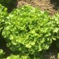 Preview: Eichblattsalat grün Kisheri - Bio