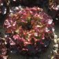 Preview: Roter Eichblattsalat Macai