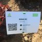 Preview: Roter Eichblattsalat Renai