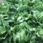 Preview: Eissalat Times