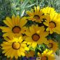 Preview: Gazania rigens Talent Mix - ungebeizt