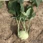 Preview: Kohlrabi Lech F1 - Bio