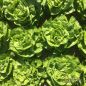 Preview: Grüner Kopfsalat Malis - Bio