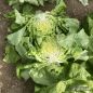 Preview: Grüner Kopfsalat Ulmo - Bio