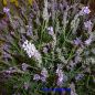 Preview: Echter Lavendel (Lavandula angustifolia Mill.)