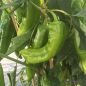 Preview: Paprika Kyra F1 Bio - süßer Spitzpaprika mit grüner Fruchtreife