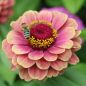 Preview: Zinnie Red Lime Biene