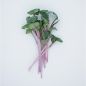 Preview: Rettich Rose de Chine Microgreens Bio Saatgut