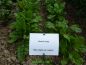 Preview: Mangold (Vulkan) Rhubard Chard - Bio