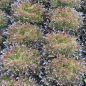 Preview: Salanova® Tralex (Crispy rot) - Bio