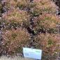 Preview: Salanova® Tralex (Crispy rot) - Bio