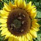 Preview: Sonnenblumen Sunrich Orange - ungebeizt