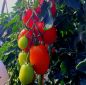 Preview: Roma-Tomate Bolstar Sensatica F1 - Bio
