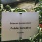 Preview: Roma-Tomate Bolstar Sensatica F1 - Bio