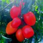 Preview: Roma-Tomate Bolstar Sensatica F1 - Bio