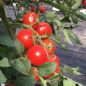 Preview: Normalfrüchtige Tomate Harzfeuer