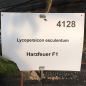 Preview: Tomate Harzfeuer F1