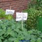 Preview: Normalfrüchtige Tomate Hoffmanns Rentita