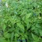 Preview: Normalfrüchtige Tomate Hoffmanns Rentita