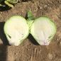 Preview: Top-Qualität in kleinfallender Sortierung (1,0–2,5 kg) mit sehr guter Lagereignung. 130–150 Wachstumstage