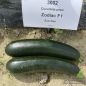 Preview: Zucchini Zodiac F1 - Bio