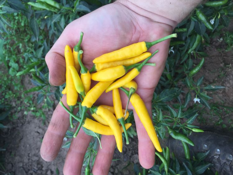 Perponie Sipka - bio