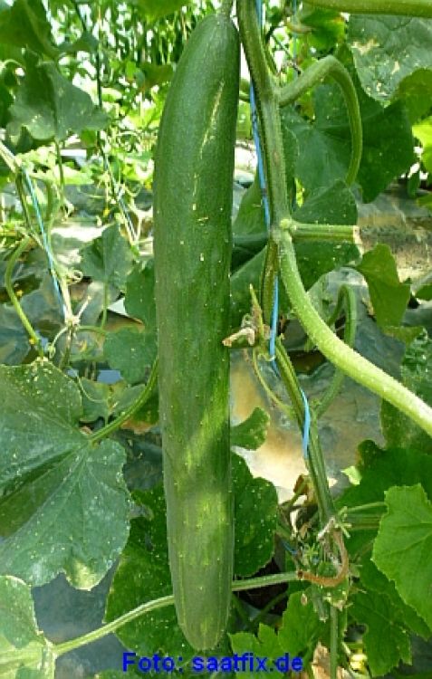 Freilandgurken Induran F1 - Salatgurken - ungebeizt
